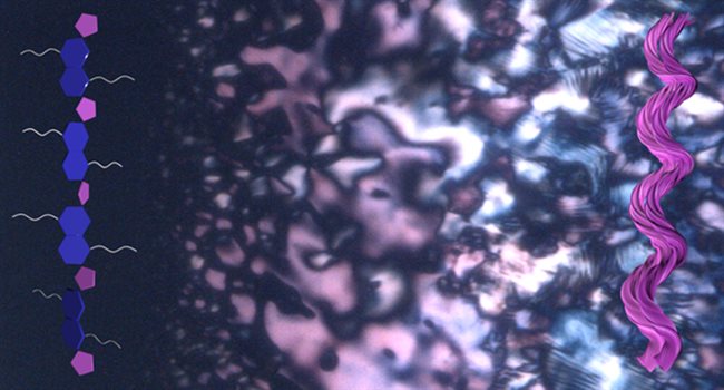 Certain materials can spontaneously form spiral-shaped structures, even when they start out without any 'handedness.' These tiny helices emerge during a phase separation process, offering clues about how life's building blocks may have first developed a preference for one 'handed' form over another. (Credit: Jong-Hoon Lee, Ziming Wang, Ying Diao) Certain materials can spontaneously form spiral-shaped structures, even when they start out without any 'handedness.' These tiny helices emerge during a phase separation process, offering clues about how life's building blocks may have first developed a preference for one 'handed' form over another. (Credit: Jong-Hoon Lee, Ziming Wang, Ying Diao)