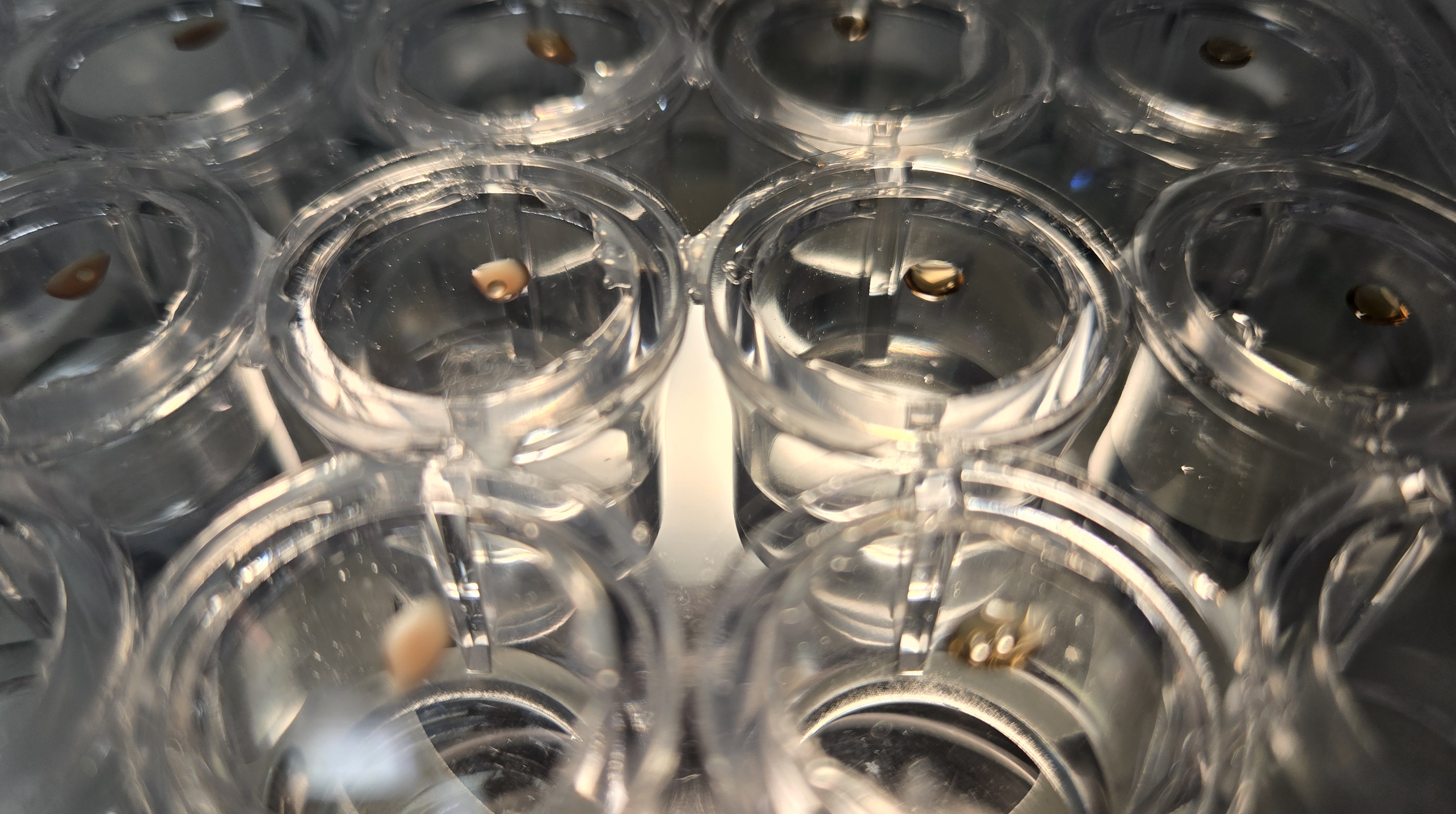 A set of glass plates with drops of liquid for protein crystallization.