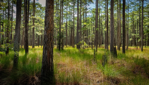 Georgia Tech is pleased to partner with the Georgia Forestry Commission on the approved $8.9 million Georgia Forestry Innovation Initiative included in Gov. Brian Kemp’s amended FY 2026 budget.&nbsp;